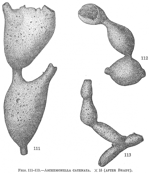 Aschemonella catenata Aschemonella catenata