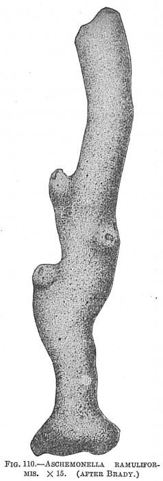 Aschemonella ramuliformis Aschemonella ramuliformis