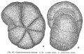 Chromista - Foraminifera (foraminifers)