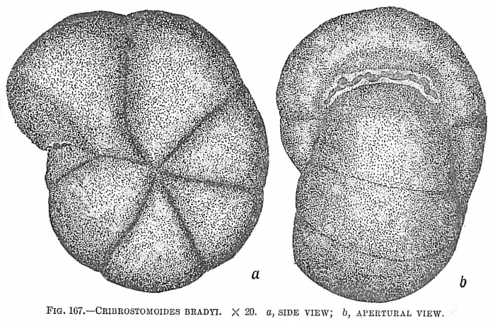 Cribrostromoides bradyi