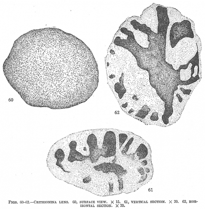 Crithionina lens Crithionina lens