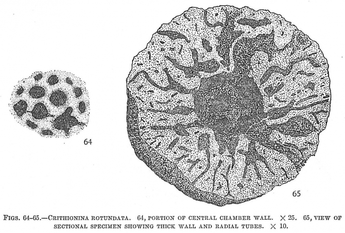 Crithionina rotundata