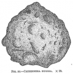 Chromista - Foraminifera (foraminifers)