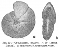 Chromista - Foraminifera (foraminifers)