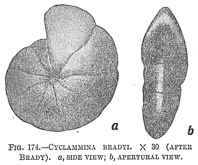 Cyclammina bradyi