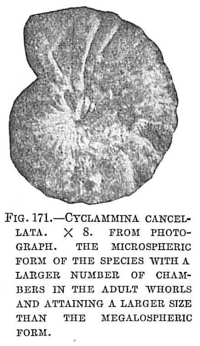 Cyclammina cancellata Cyclammina cancellata