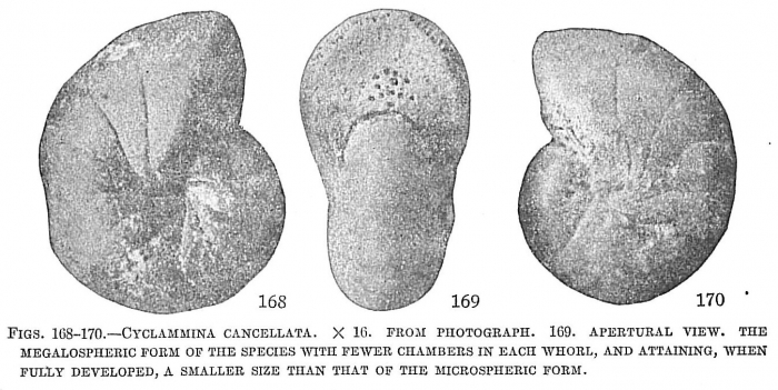 Cyclammina cancellata Cyclammina cancellata