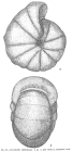 Cyclammina orbicularis