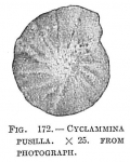 Chromista - Foraminifera (foraminifers)