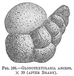 Globotextularia anceps
