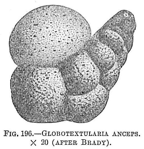 Globotextularia anceps Globotextularia anceps