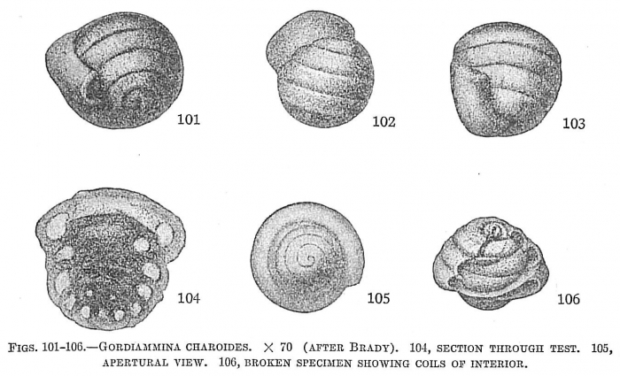 Gordiammina charoides