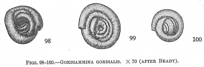 Gordiammina gordialis Gordiammina gordialis