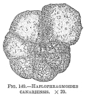 Haplophragmoides canariensis
