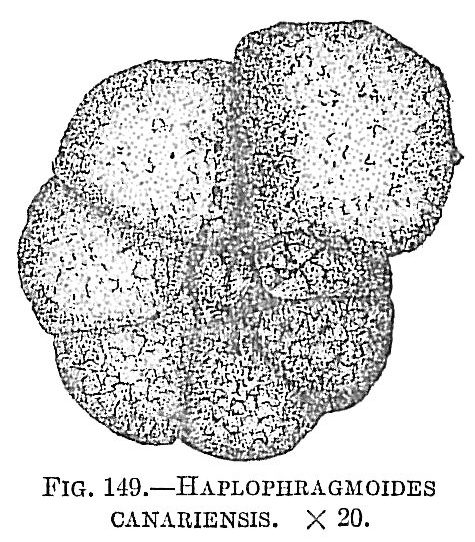 Haplophragmoides canariensis Haplophragmoides canariensis