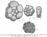 Chromista - Foraminifera (foraminifers)