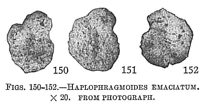 Haplophragmoides emaciatum