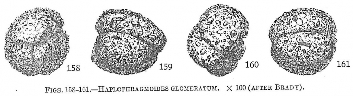 Haplophragmoides glomeratum