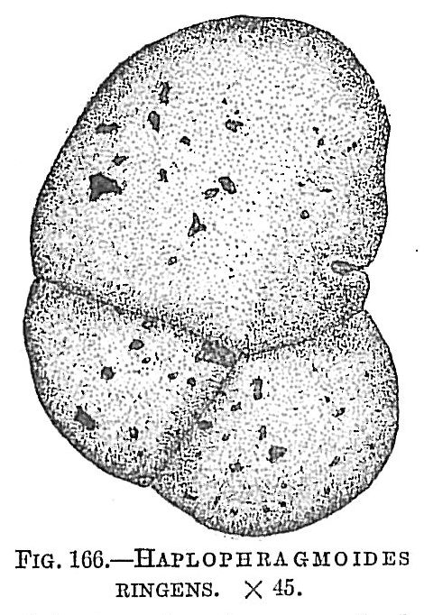 Haplophragmoides ringens Haplophragmoides ringens
