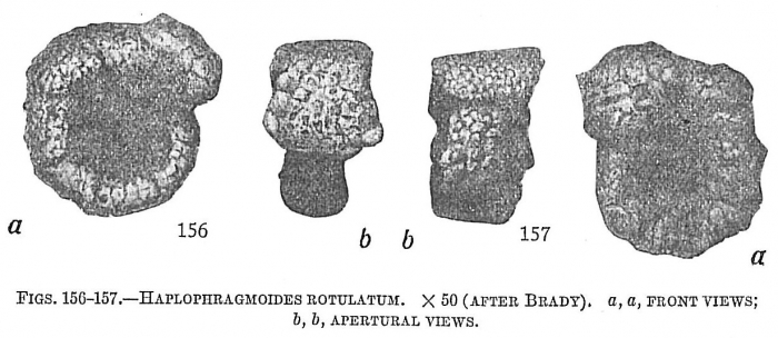 Haplophragmoides rotulatum Haplophragmoides rotulatum