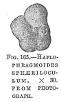 Haplophragmoides sphaeriloculum