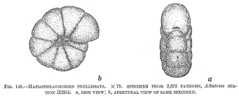 Haplophragmoides trullissata