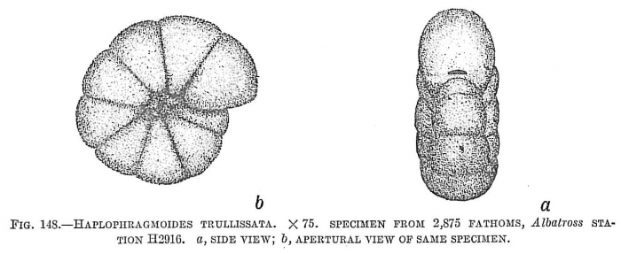 Haplophragmoides trullissata