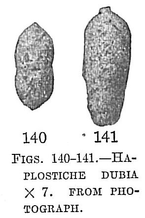 Haplostiche dubia