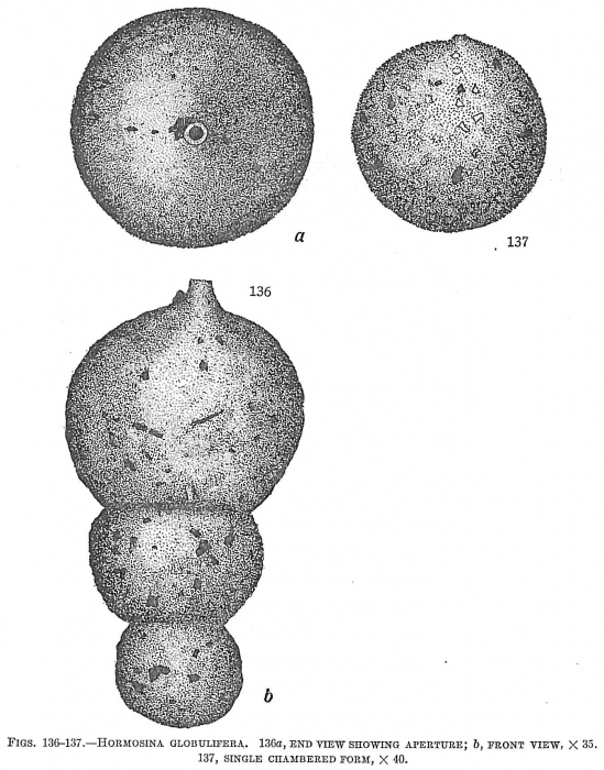Hormosina globulifera Hormosina globulifera