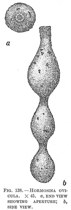 Hormosina ovicula Hormosina ovicula