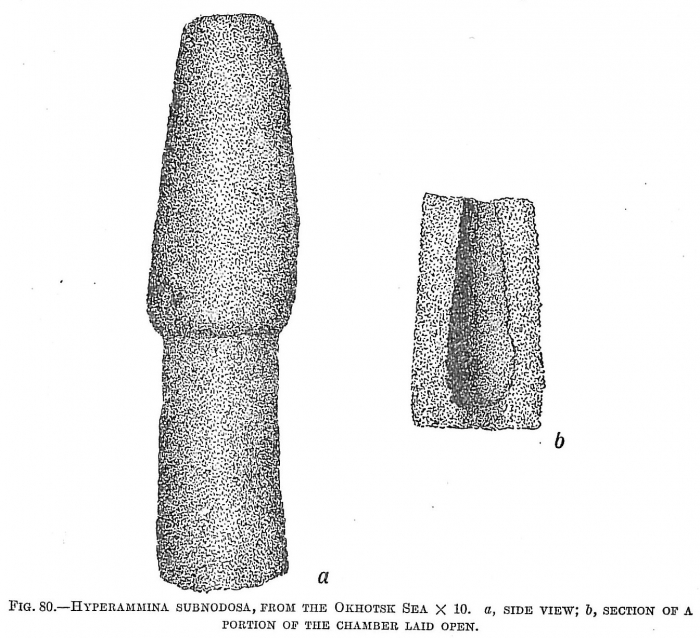 Hyperammina subnodosa