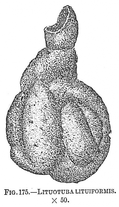 Lituotuba lituiformis