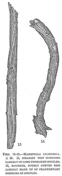 Marsipella cylindrica Marsipella cylindrica