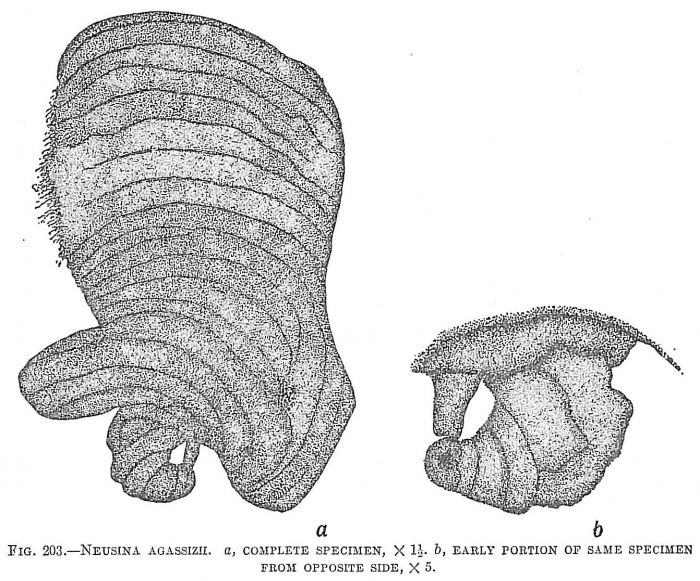 Neusina agassizii Neusina agassizii