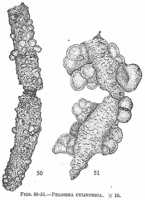 Pelosina cylindrica Pelosina cylindrica