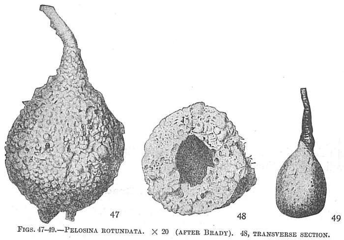 Pelosina rotundata Pelosina rotundata