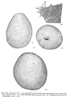 Pilulina ovata