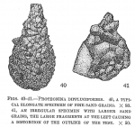 Chromista - Foraminifera (foraminifers)