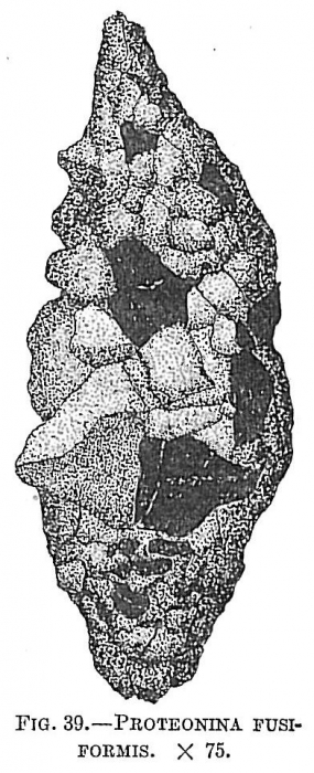 Proteonina fusiformis Proteonina fusiformis