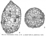 Chromista - Foraminifera (foraminifers)