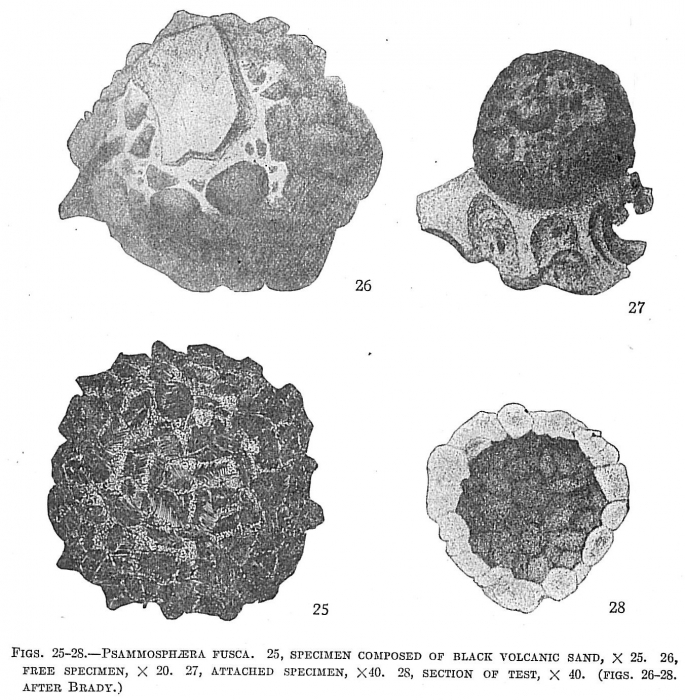 Psammosphaera fusca