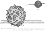 Chromista - Foraminifera (foraminifers)