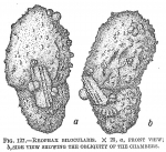 Chromista - Foraminifera (foraminifers)