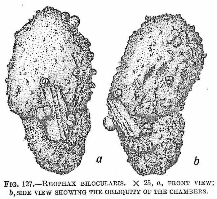 Reophax bilocularis