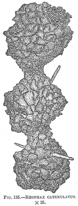 Reophax catenulatus Reophax catenulatus