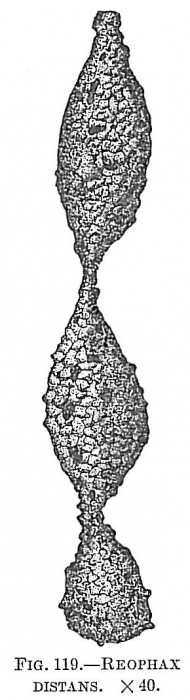 Reophax distans Reophax distans