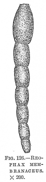 Reophax membranaceus Reophax membranaceus