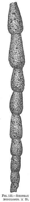 Reophax nodulosus Reophax nodulosus