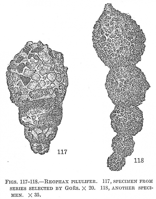 Reophax pilulifer