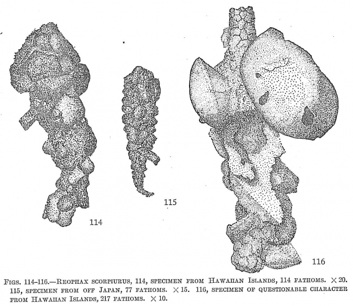 Reophax scorpiurus